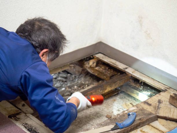 Best Certified Mold Removal  in South Rosemary, NC