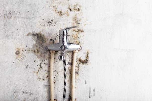 Best Black Mold Removal  in South Rosemary, NC