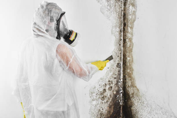 Best Mold Testing  in South Rosemary, NC