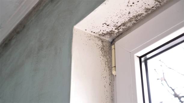 Best Same-Day Mold Removal  in South Rosemary, NC