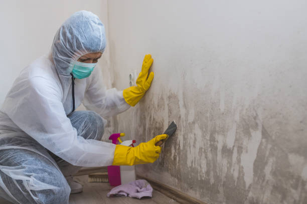 Best Attic Mold Removal  in South Rosemary, NC