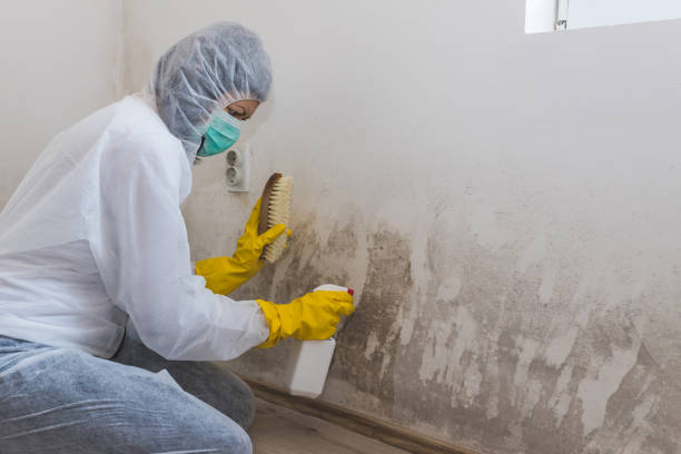 Best Office Mold Removal Services  in South Rosemary, NC