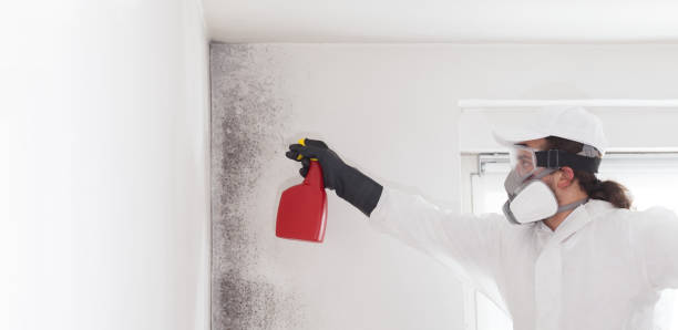 Best Best Mold Removal Companies  in South Rosemary, NC