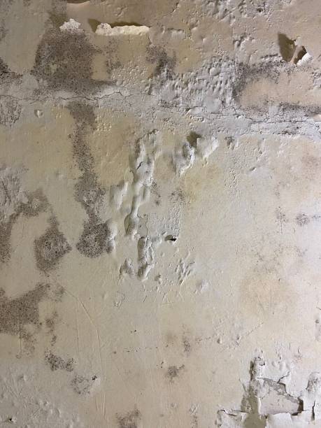 Best Mold Removal Company Near Me  in South Rosemary, NC