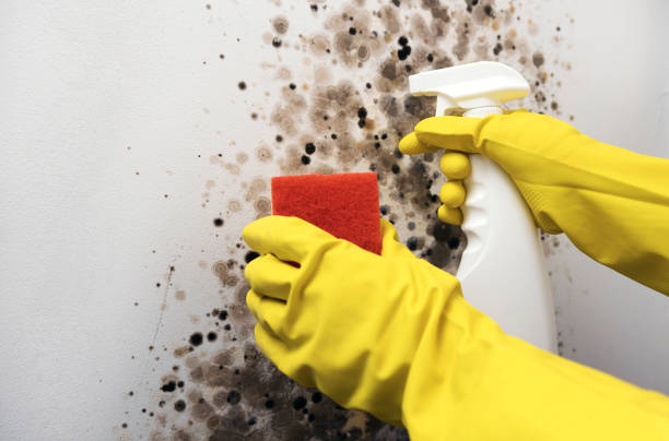 Best Home Mold Removal  in South Rosemary, NC