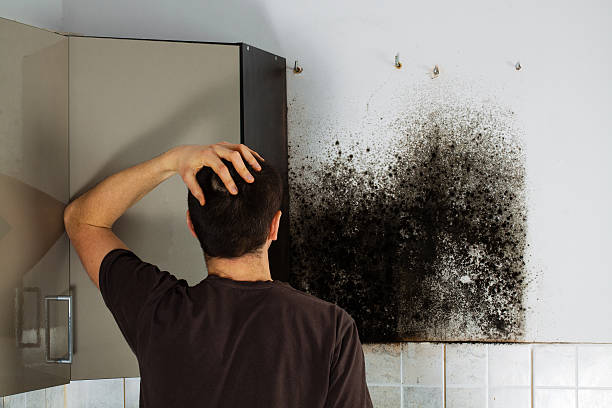 Certified Mold Removal in South Rosemary, NC