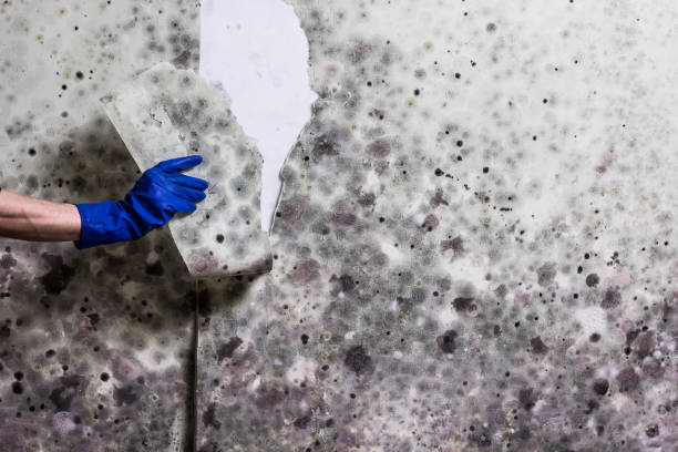 Best Emergency Mold Removal  in South Rosemary, NC